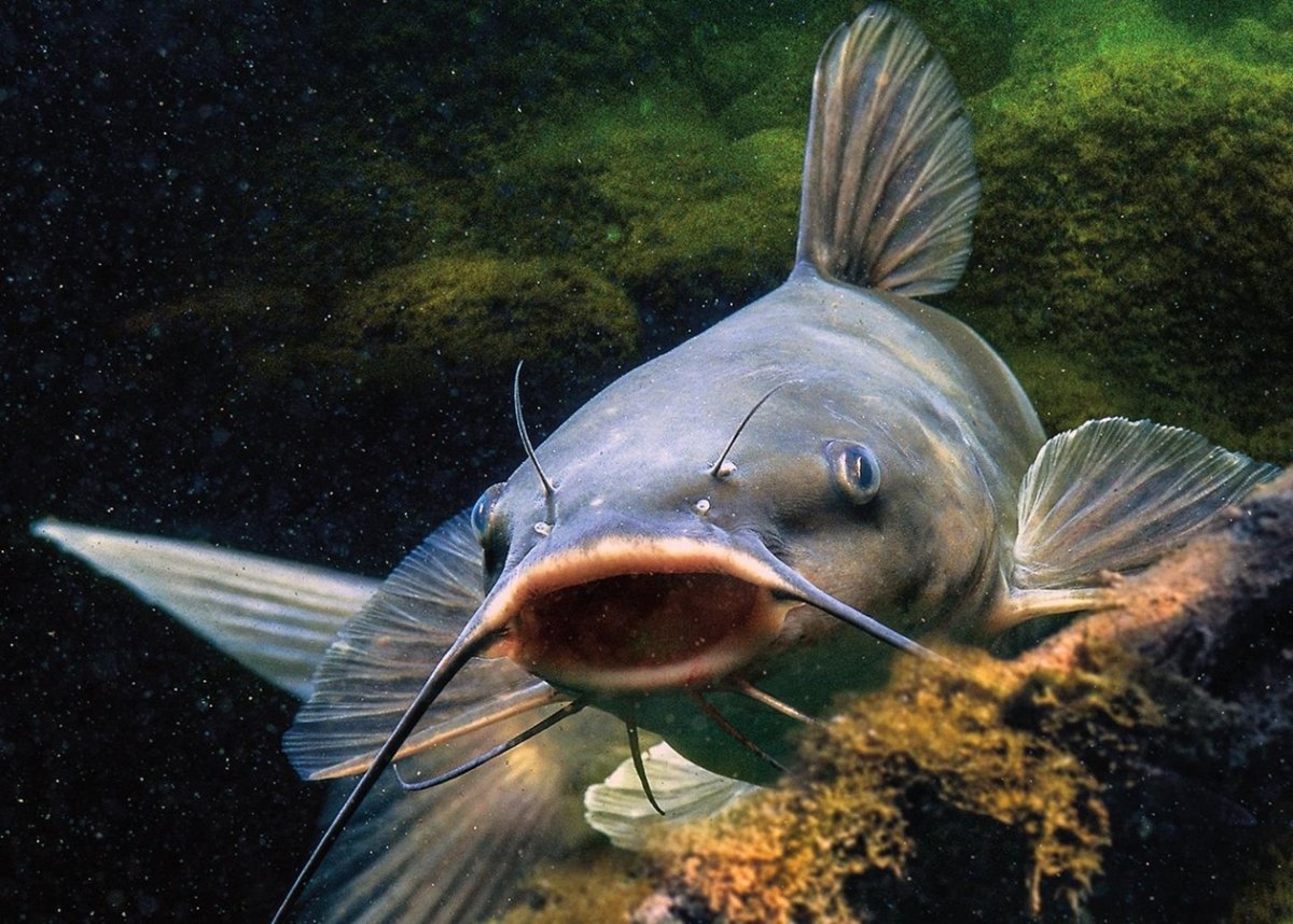 Рыба сомик Речной