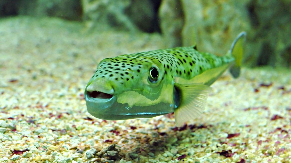 Зеленая рыба