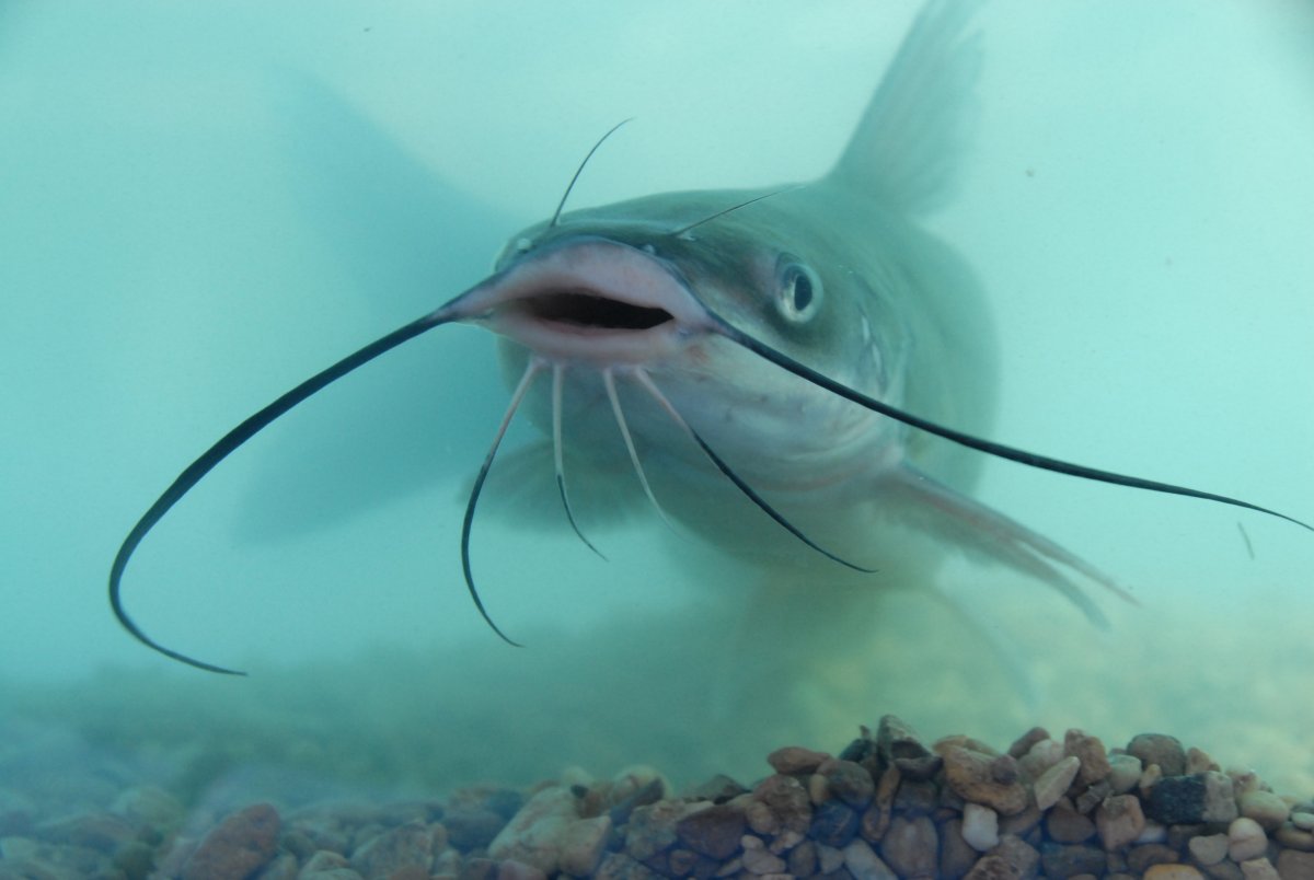 Сомик Усатый