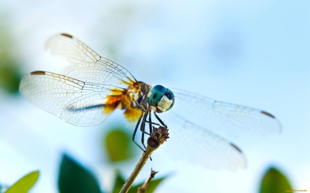 Летающие насекомые Италии