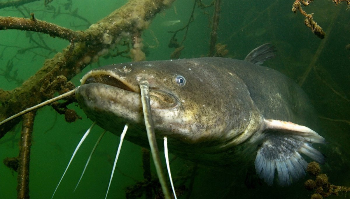 Сом обыкновенный Silurus GLANIS