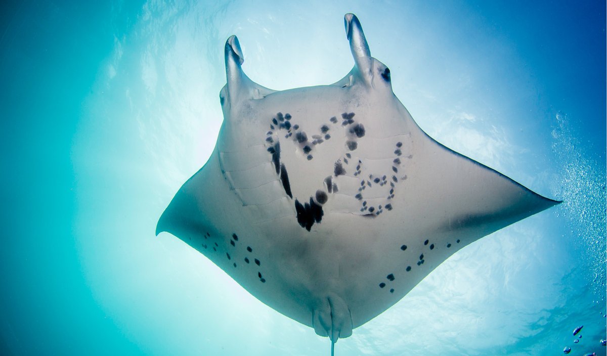 Гигантский морской дьявол Manta birostris