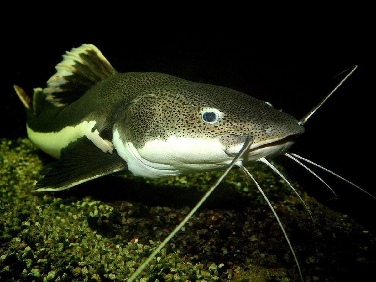 Сомик краснохвостый аквариумный