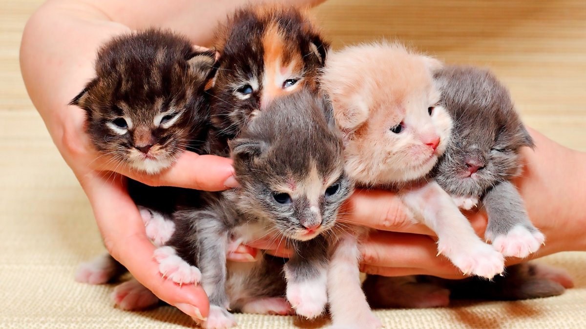 Маленькие котята Новорожденные