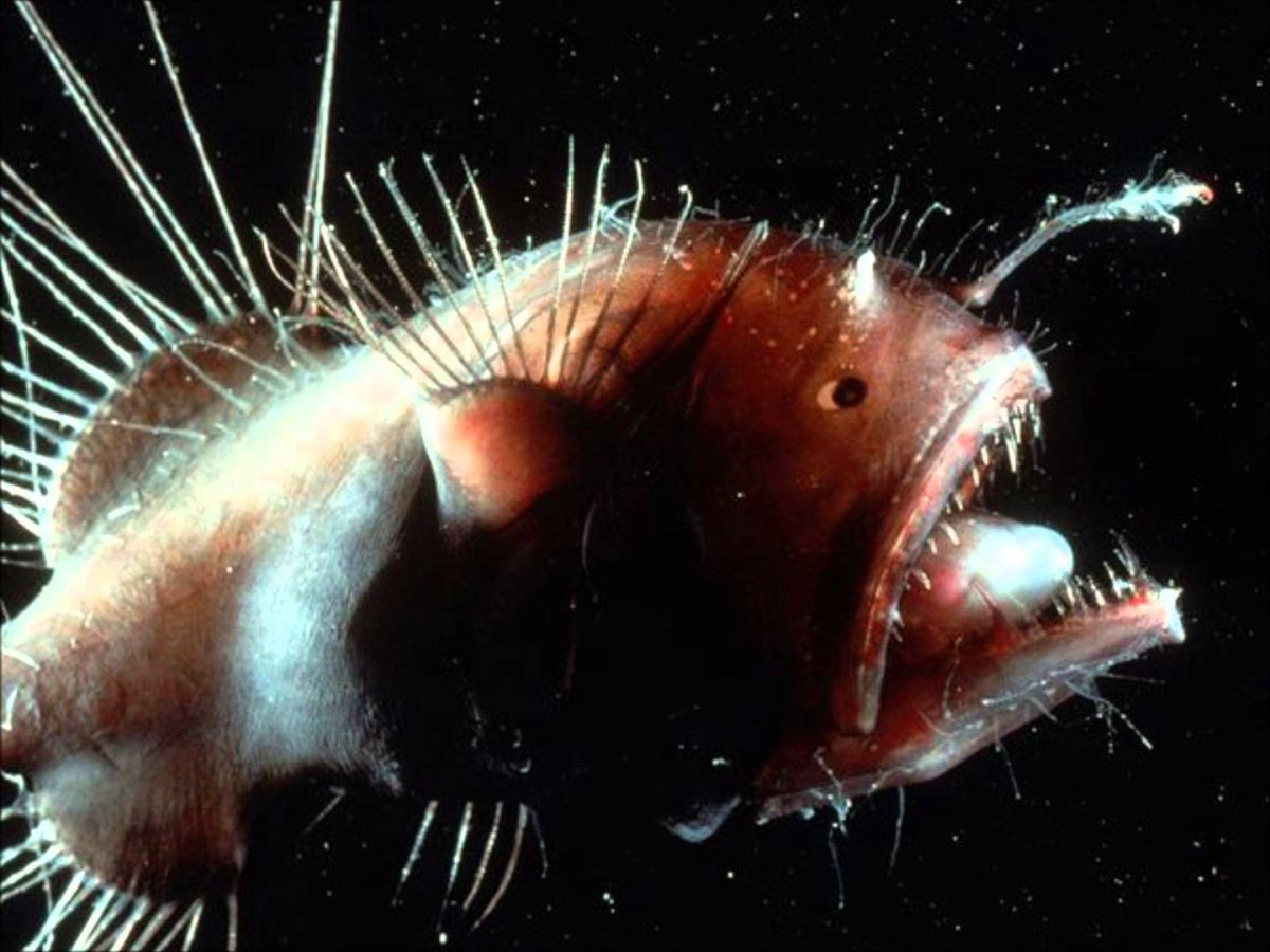 Камбала Калкан Черноморская