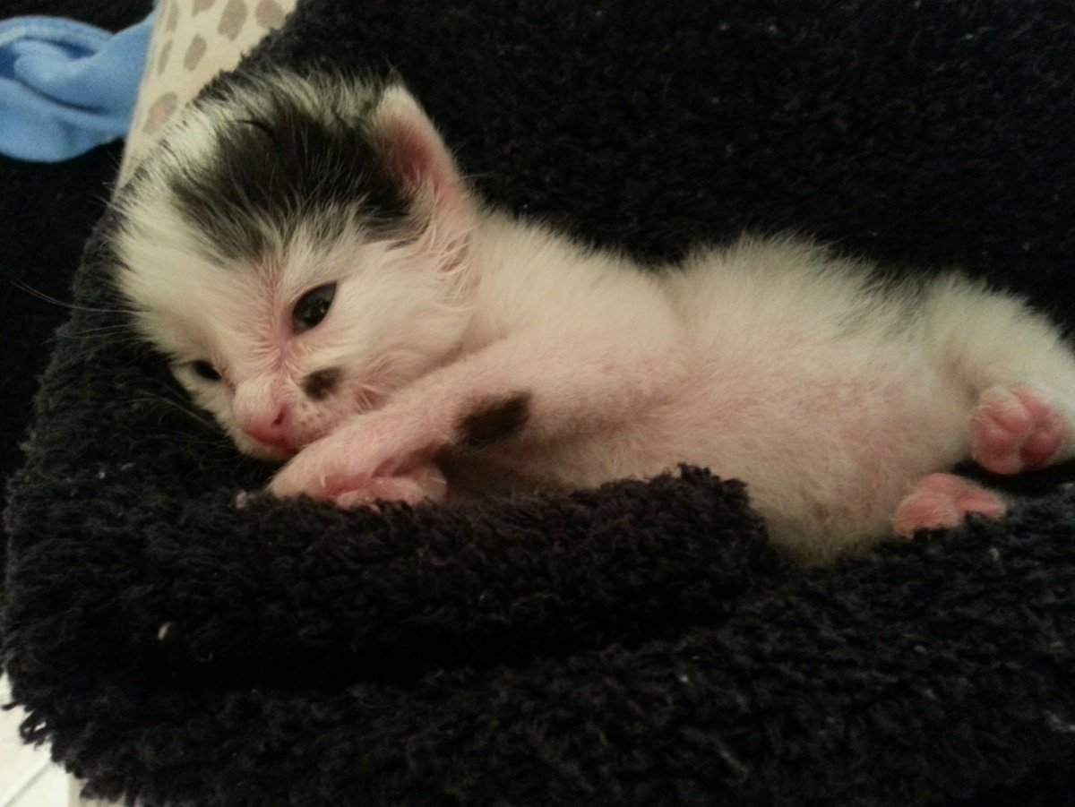 Два котенка играют