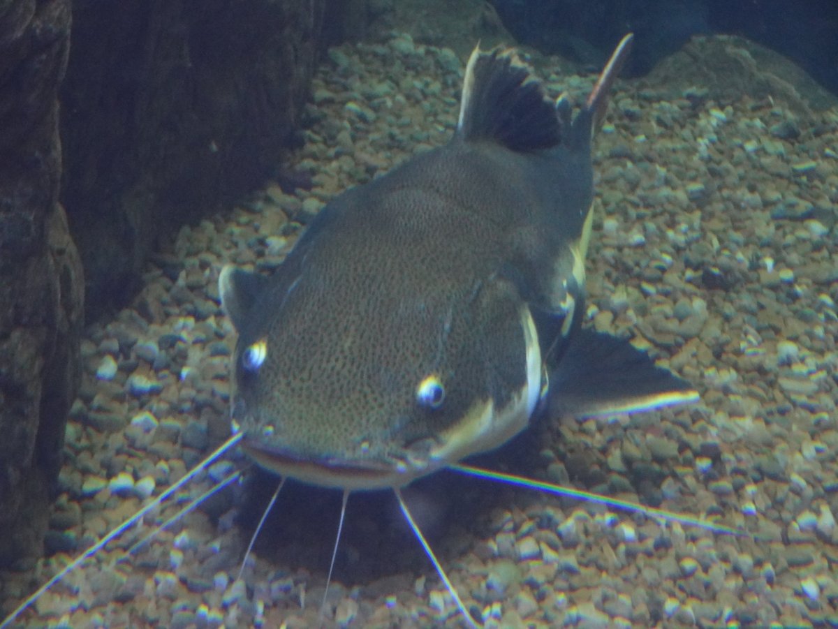 Сомики аквариумные