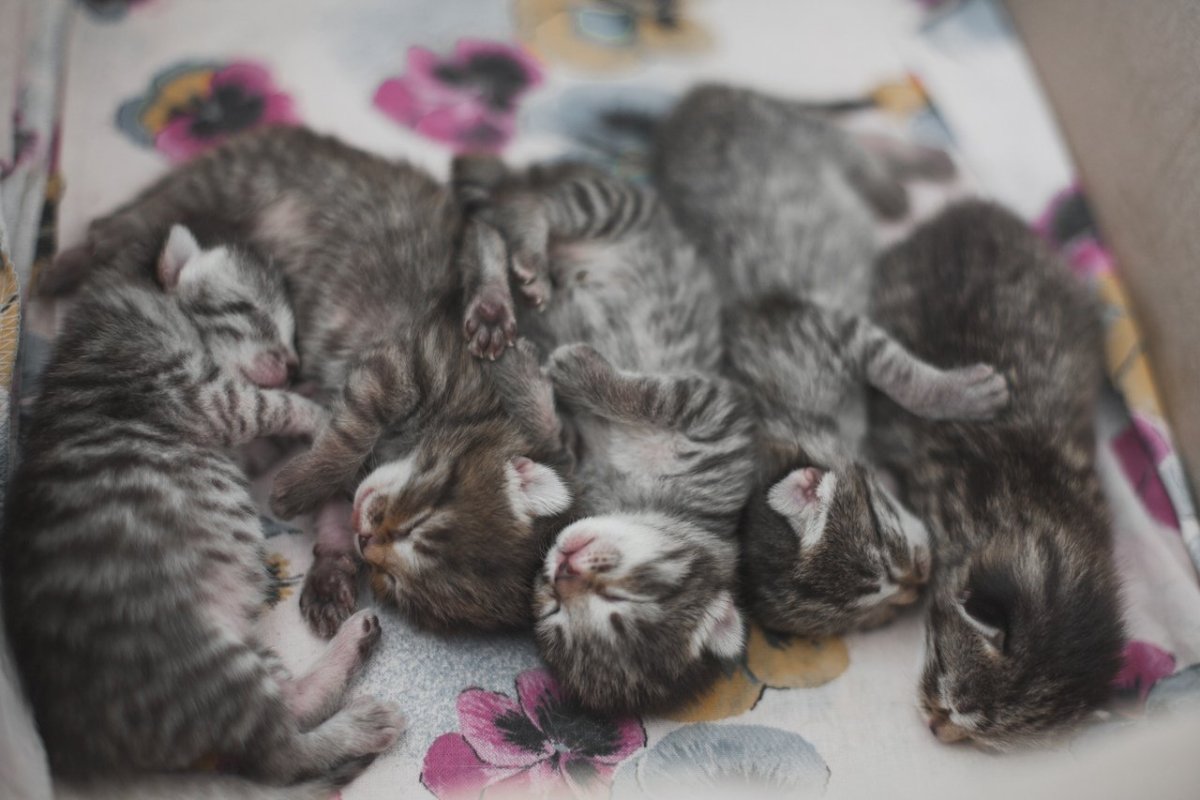 Милые котики