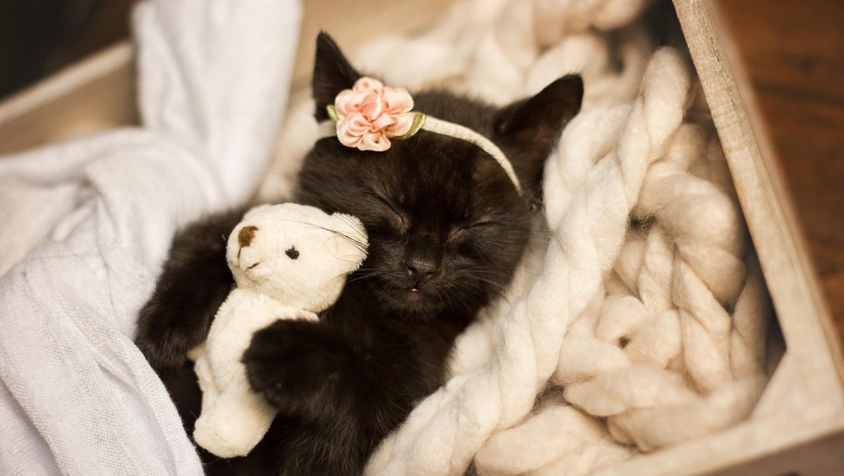 Коротковолосый котик