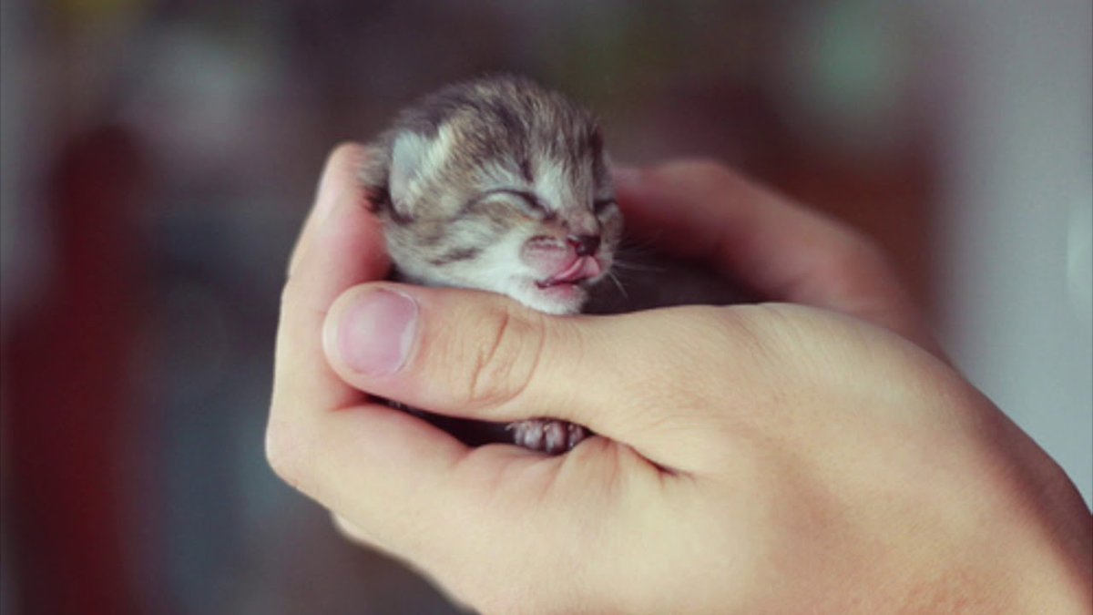 Милый котенок