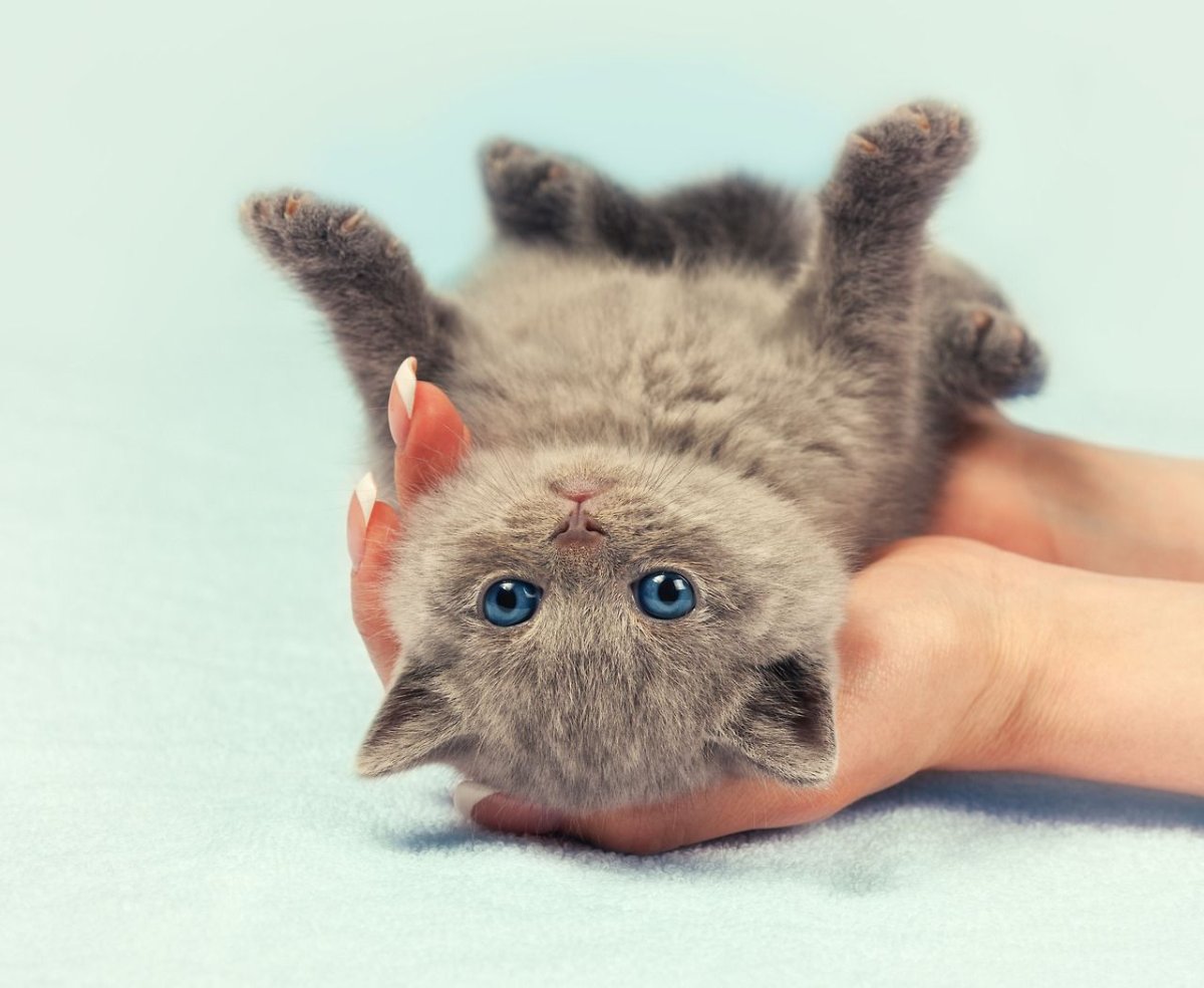 Кормление котят