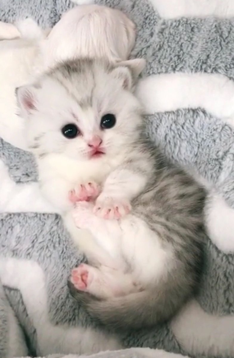 Много котят