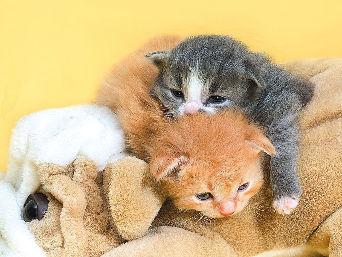 Маленький котенок