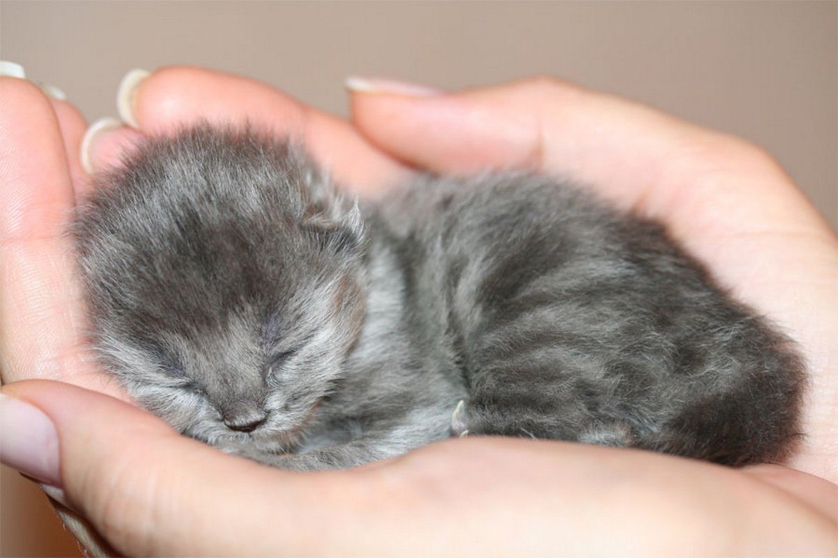 Серый кот Эстетика