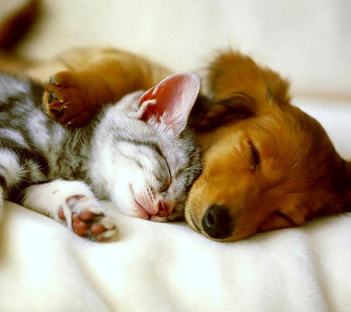 Бернский зенненхунд