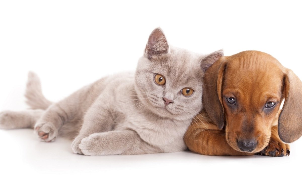 Котики и со бачкибачки