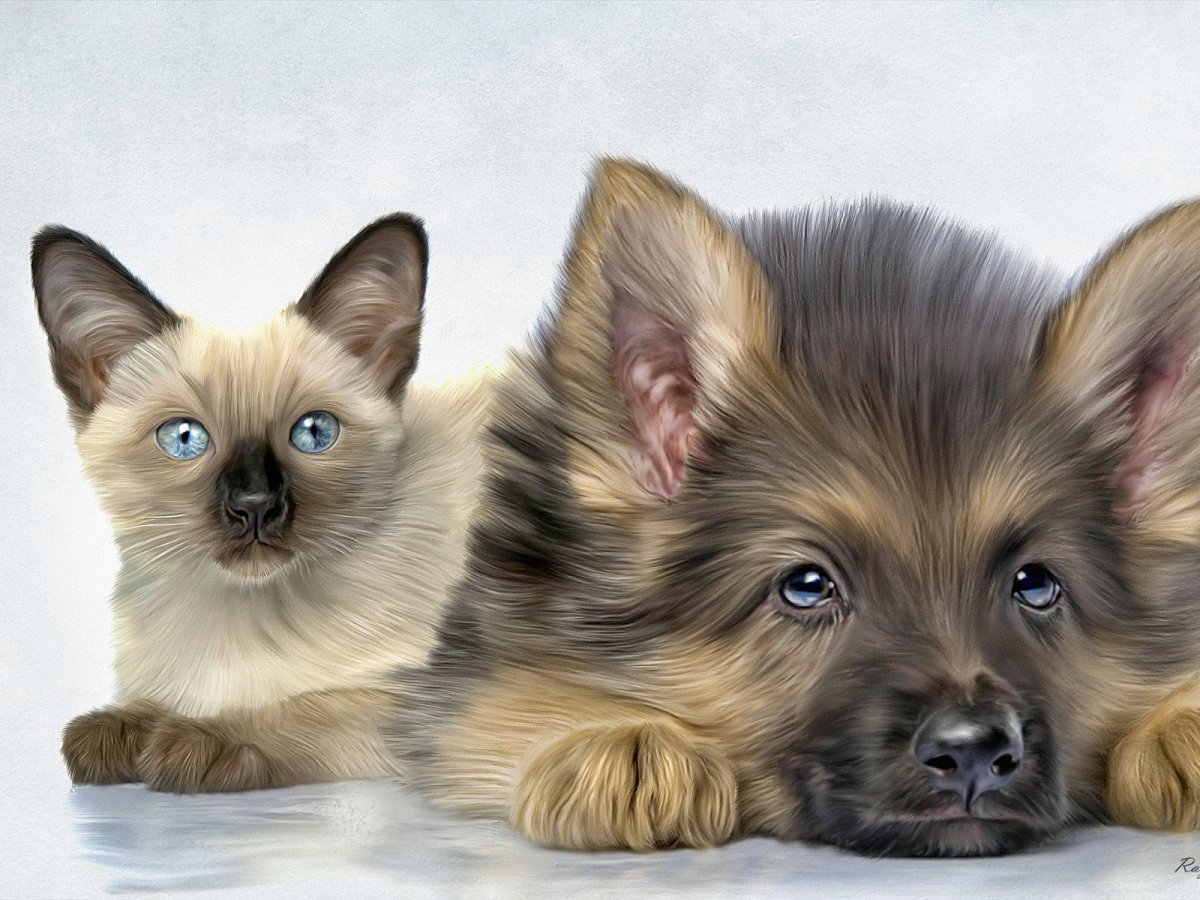 Живые собаки