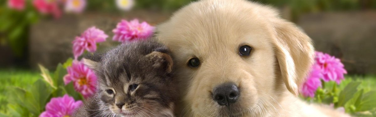 Щенок и котенок