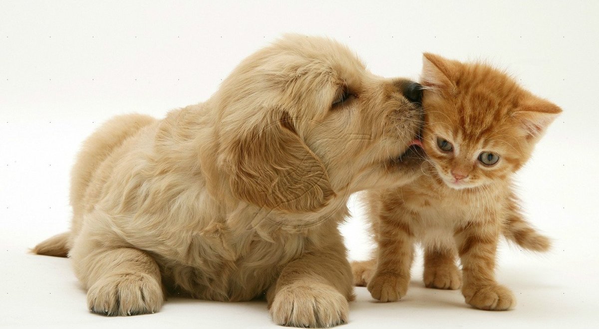 Кошки и собаки