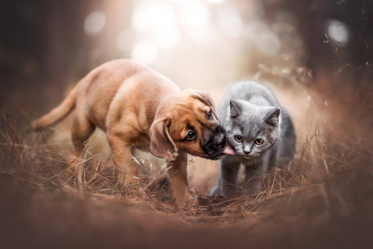 Щенок и котенок