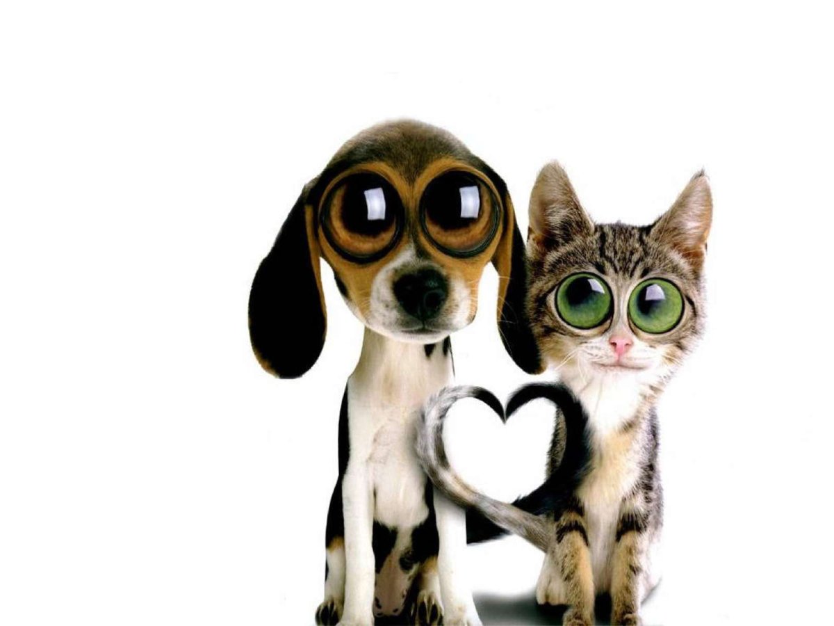 Щенок и котенок на ярком фоне