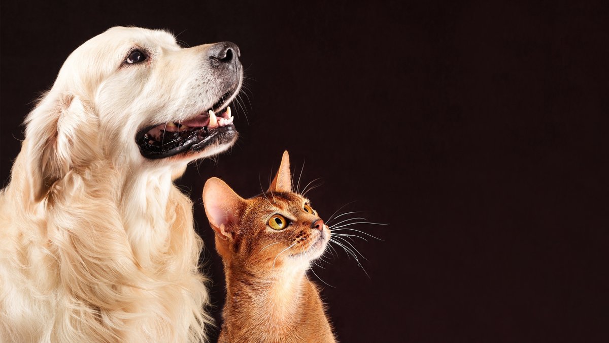 Собачки и кошечки