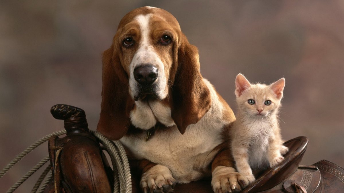 Кошка или собака