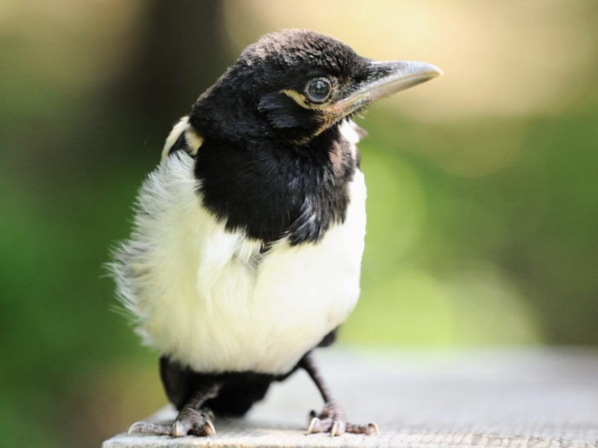 Сорока обыкновенная птенец