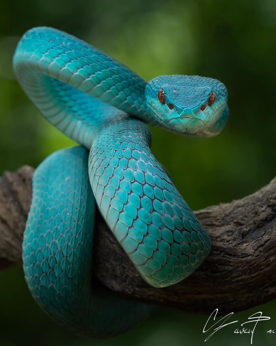 Островная куфия голубая