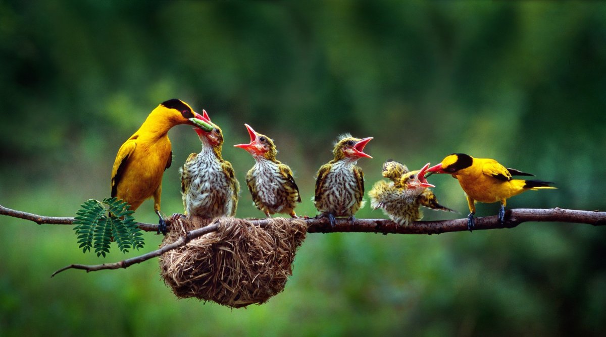 Птенцы поют