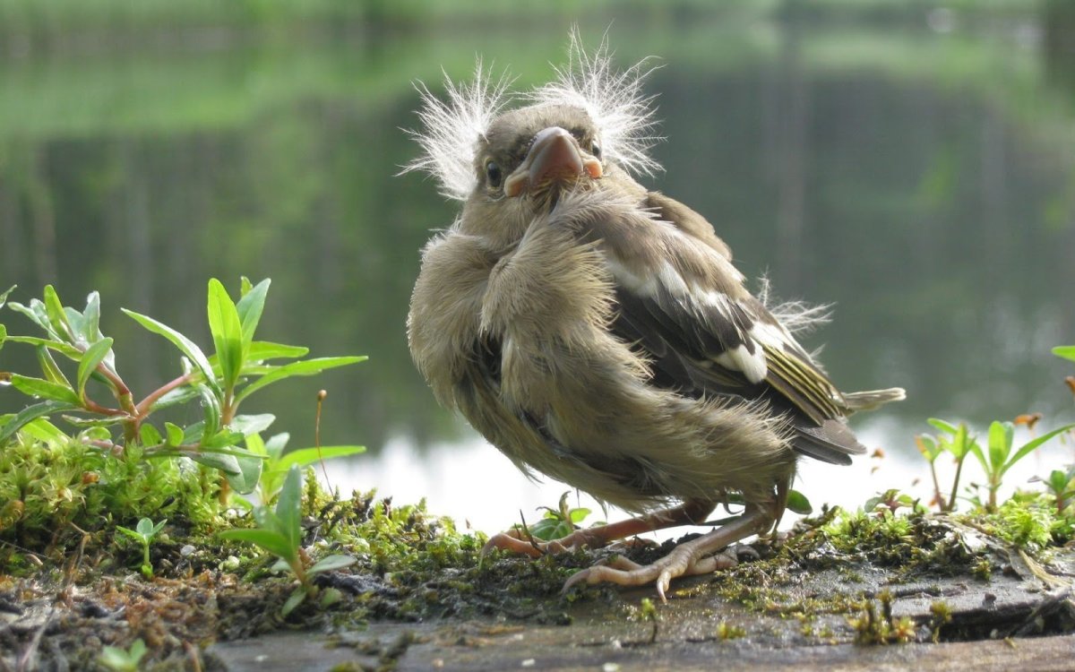 Птица Чижик птенец