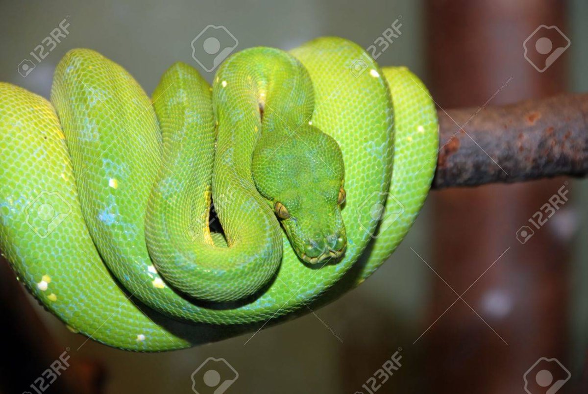 Змея бирюзового цвета