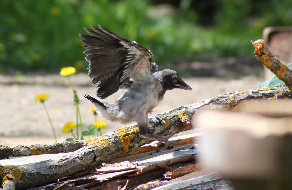 Вороний птенец