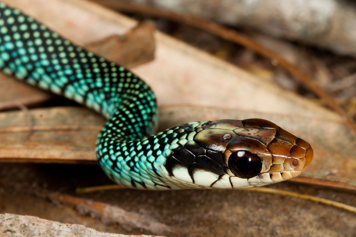 Черная змея на ветке