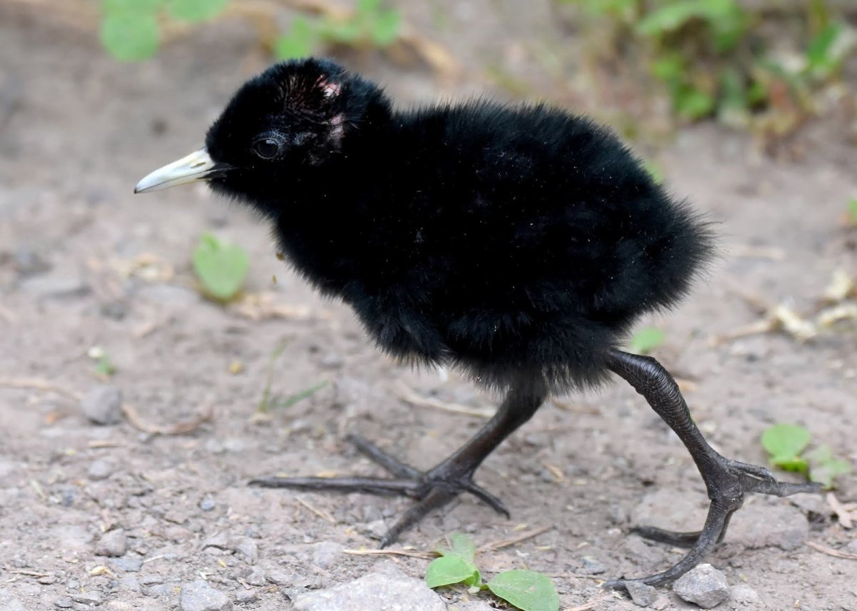 Птенец сороки