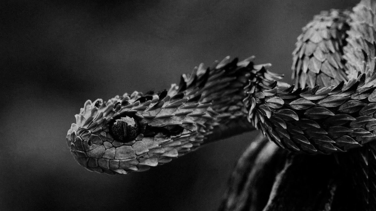 Синяя мамба