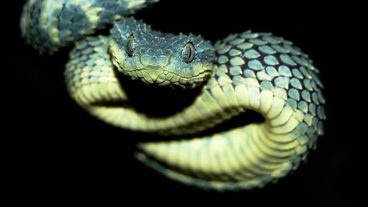 Комодская древесная гадюка голубая куфия