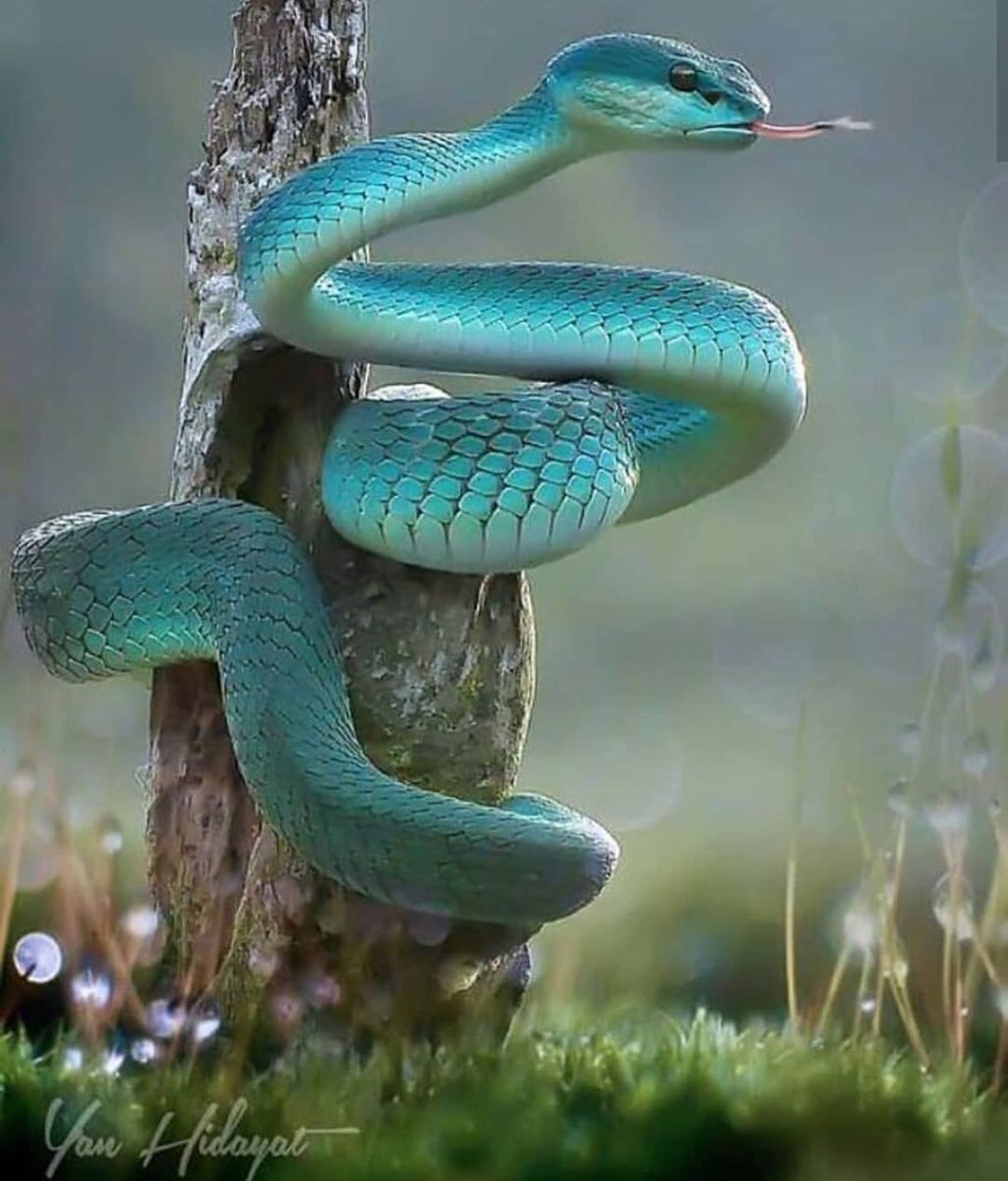 Королевство змей