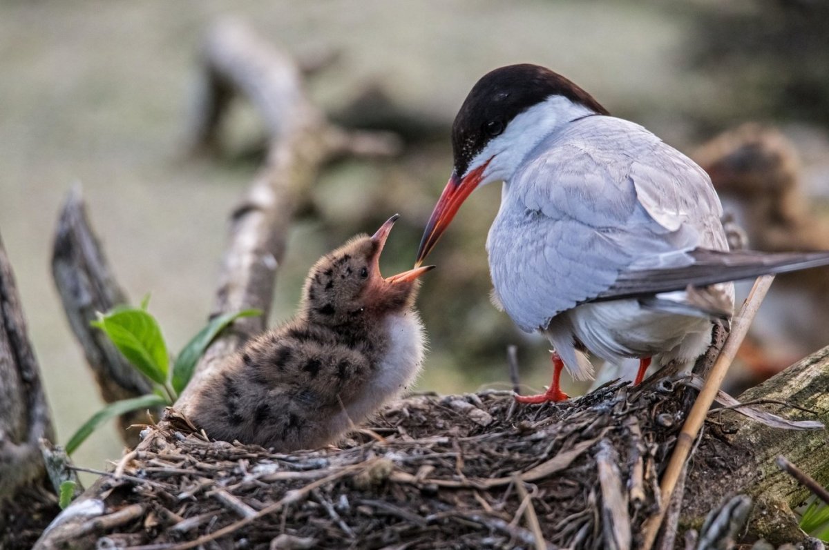 Слеток Речной крачки