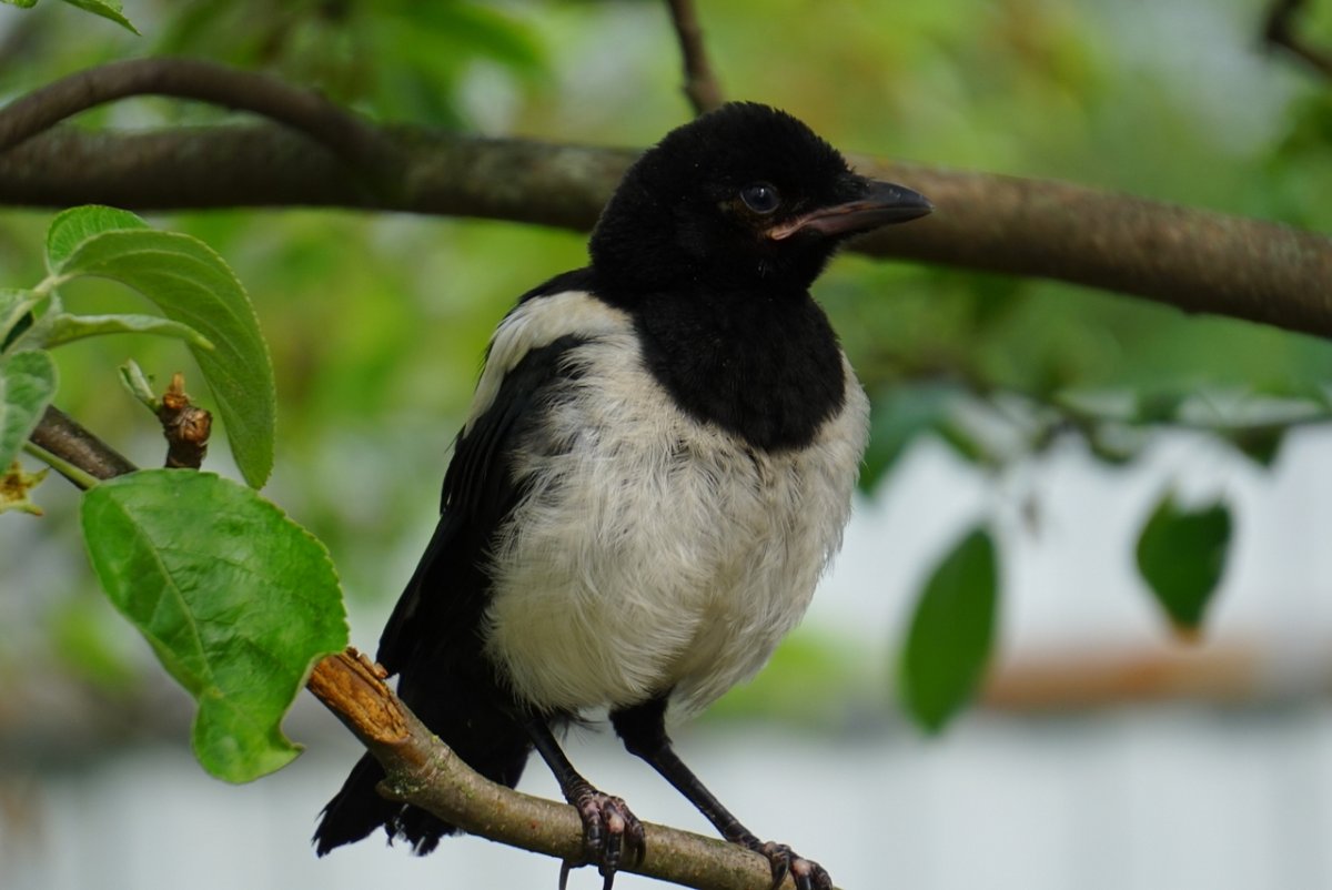 Птенец сороки