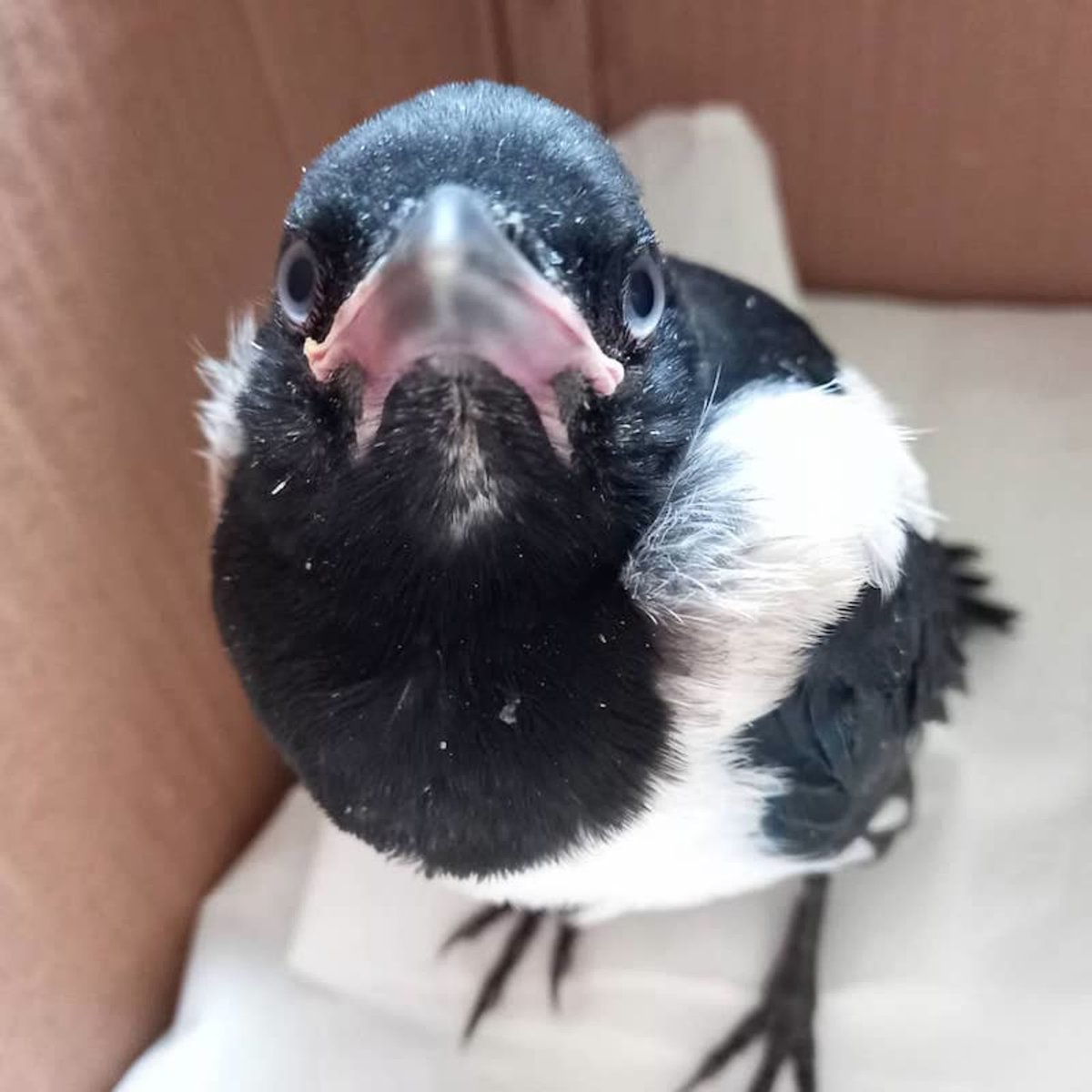 Птенец сороки