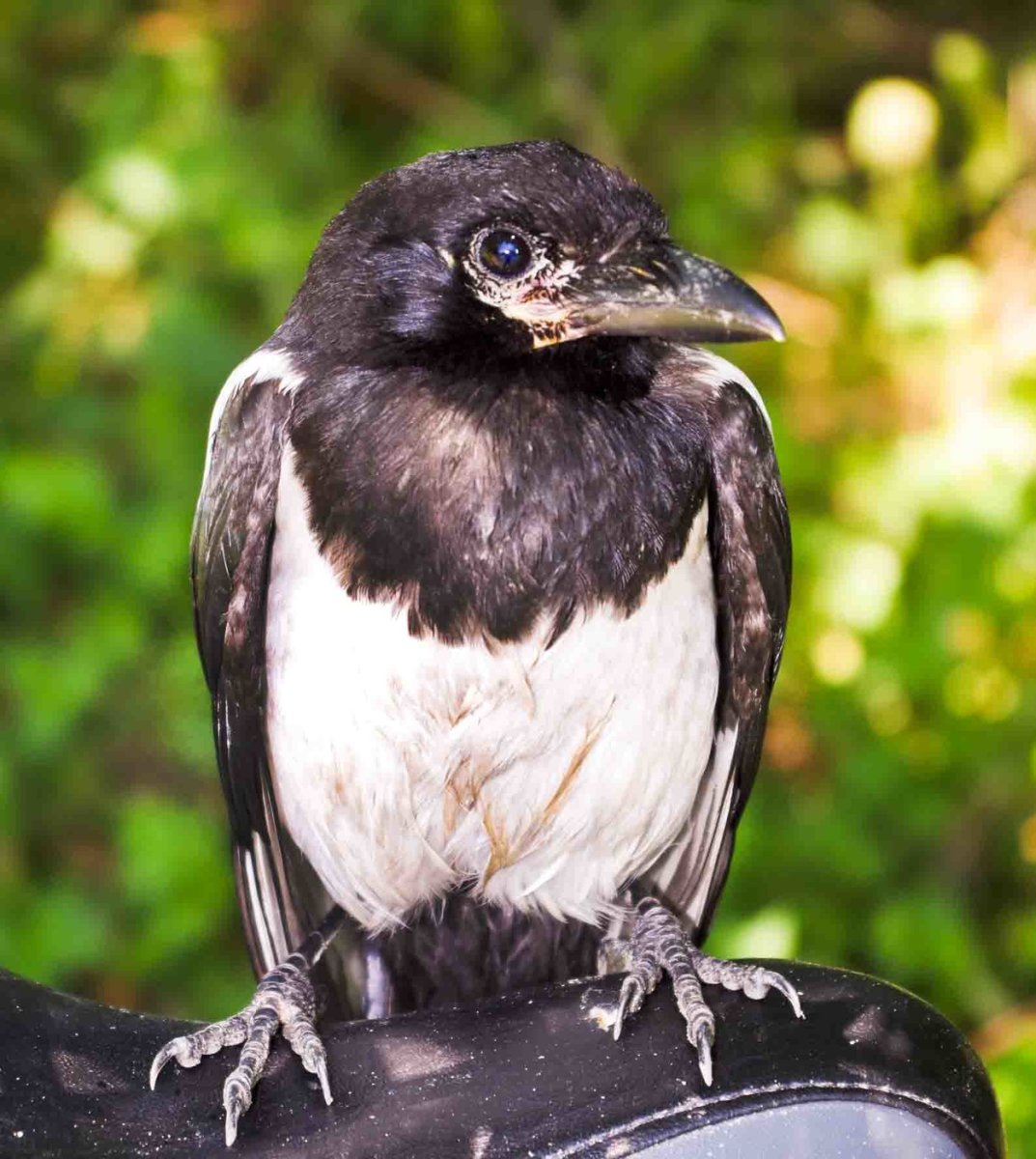 Птенец сороки