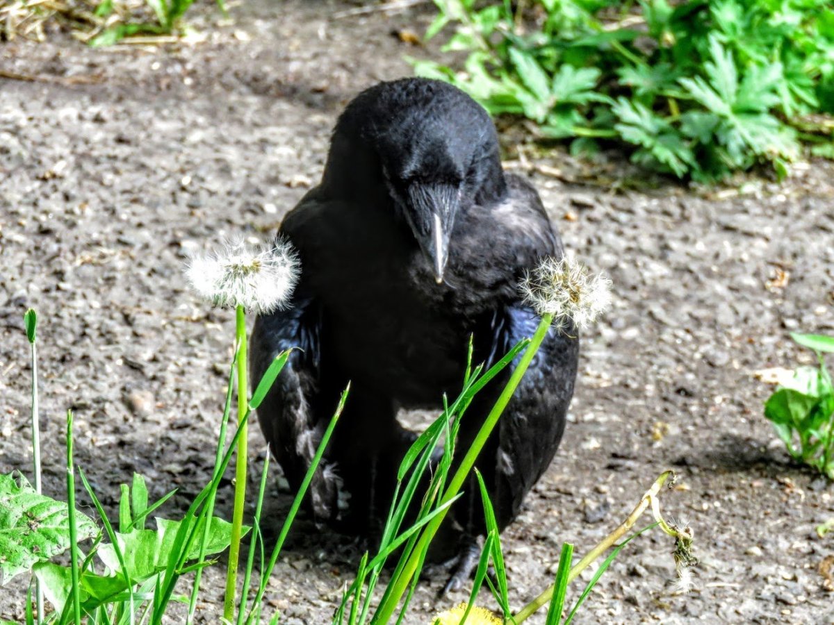 Птенец галки