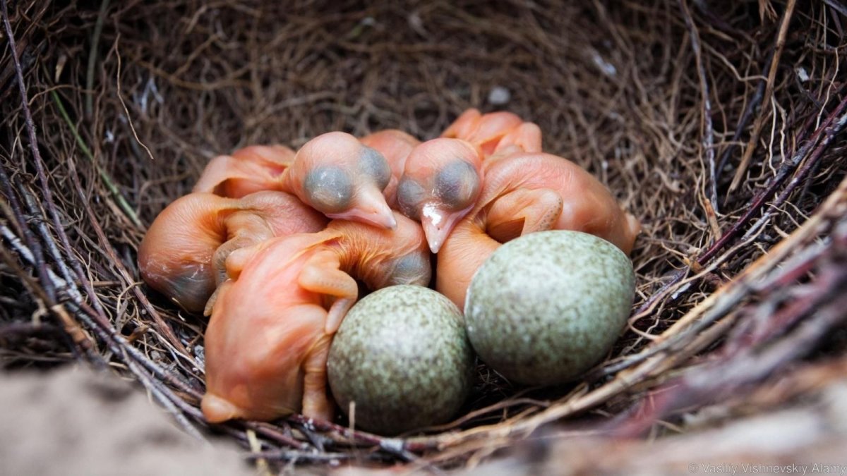 Птенцы сороки в гнезде