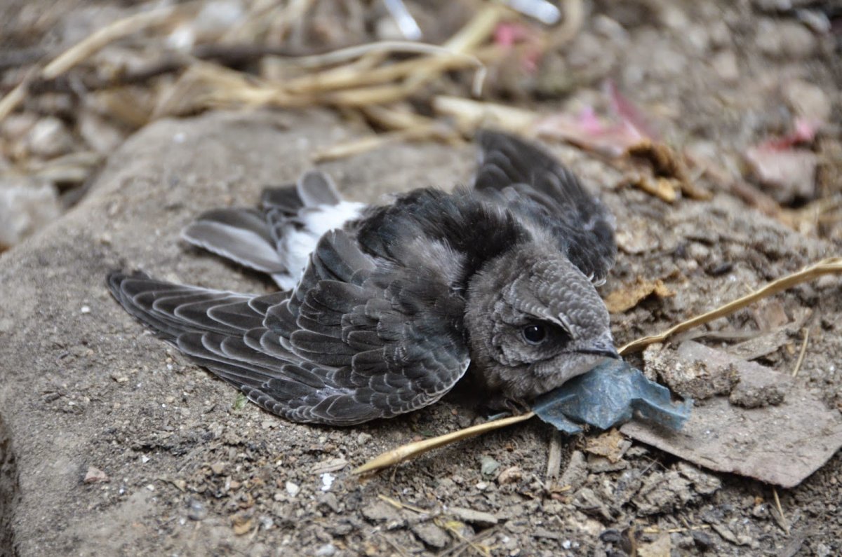 Птенец сороки маленький