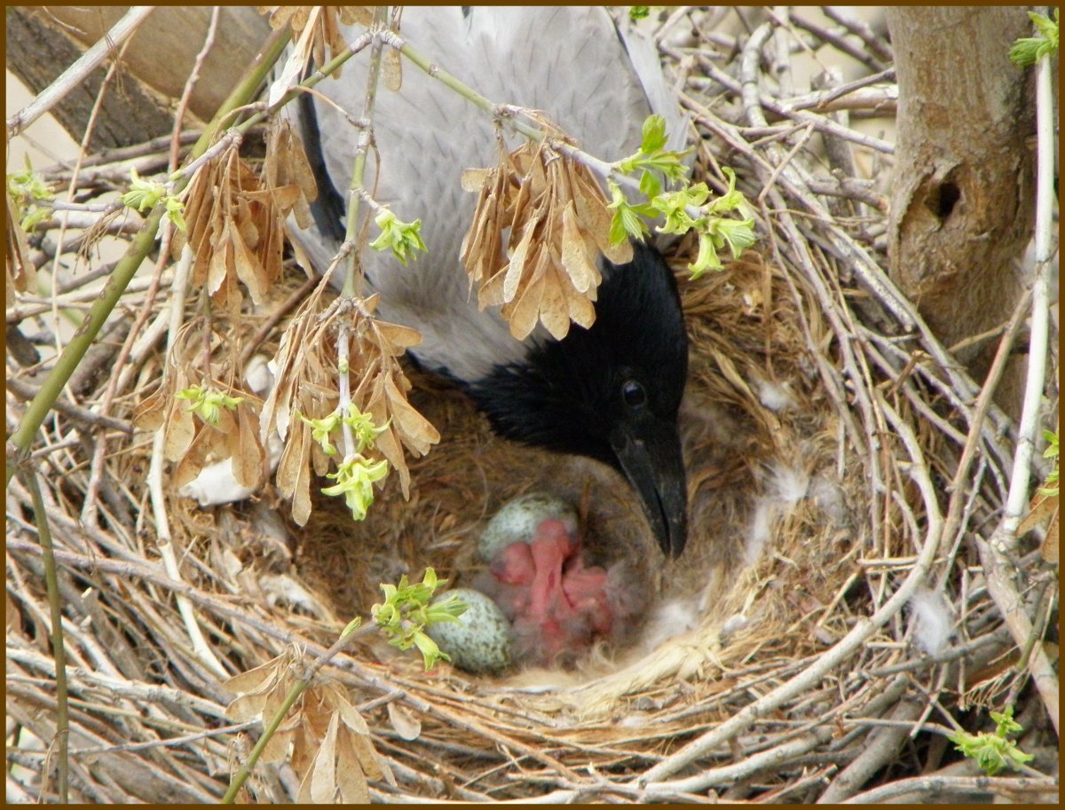 Воронята в гнезде