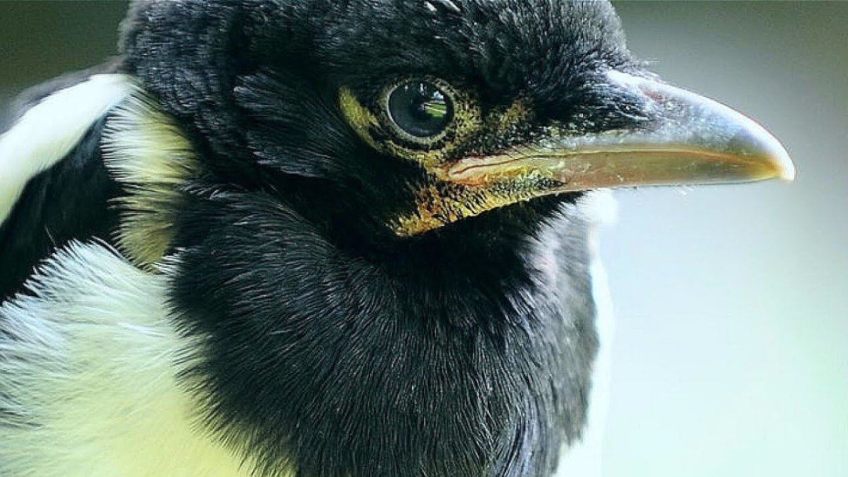 Птенец сороки учится летать