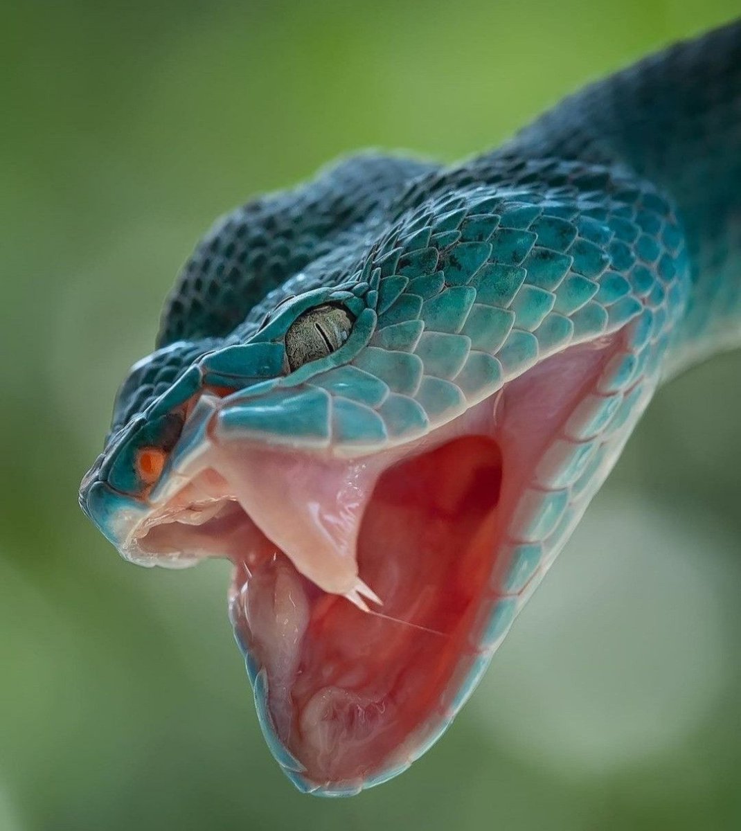 Древесный питон