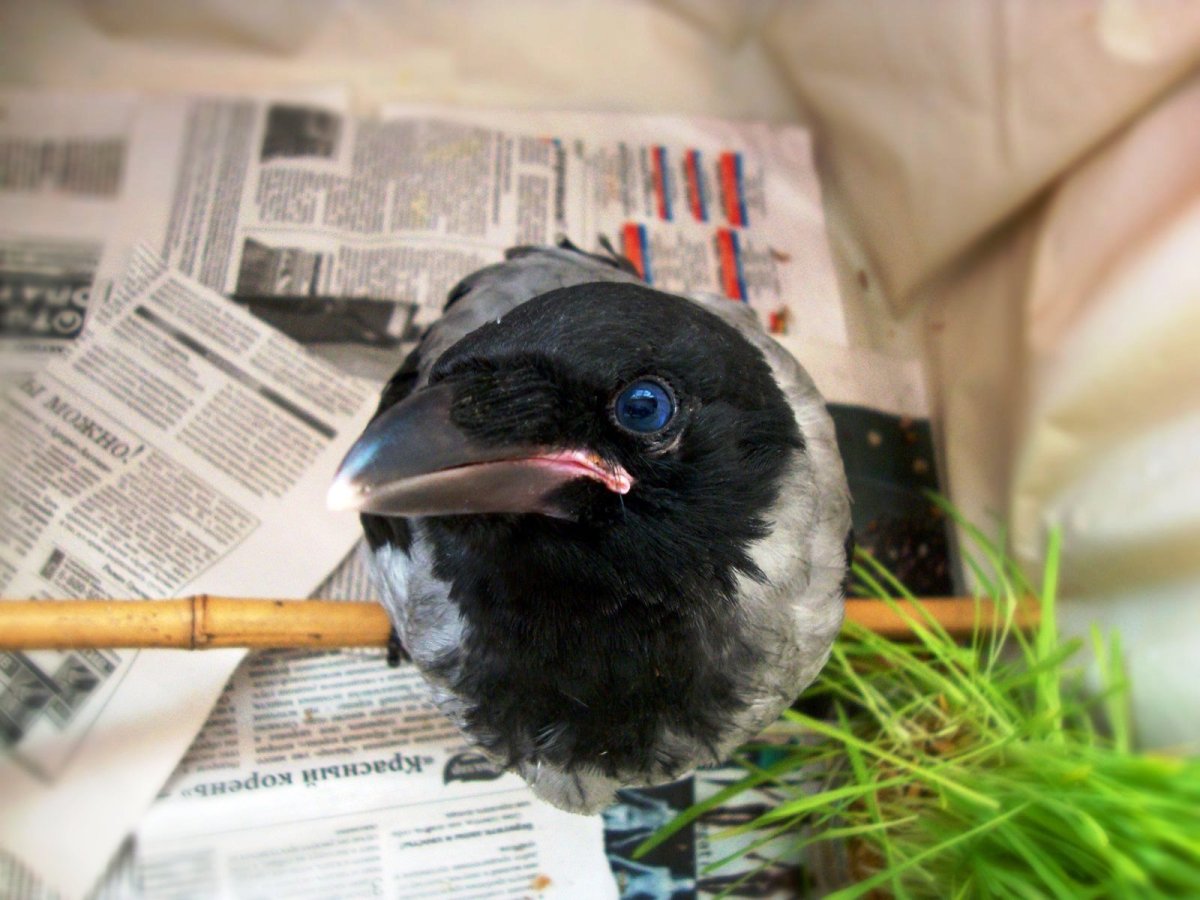 Милые вороны