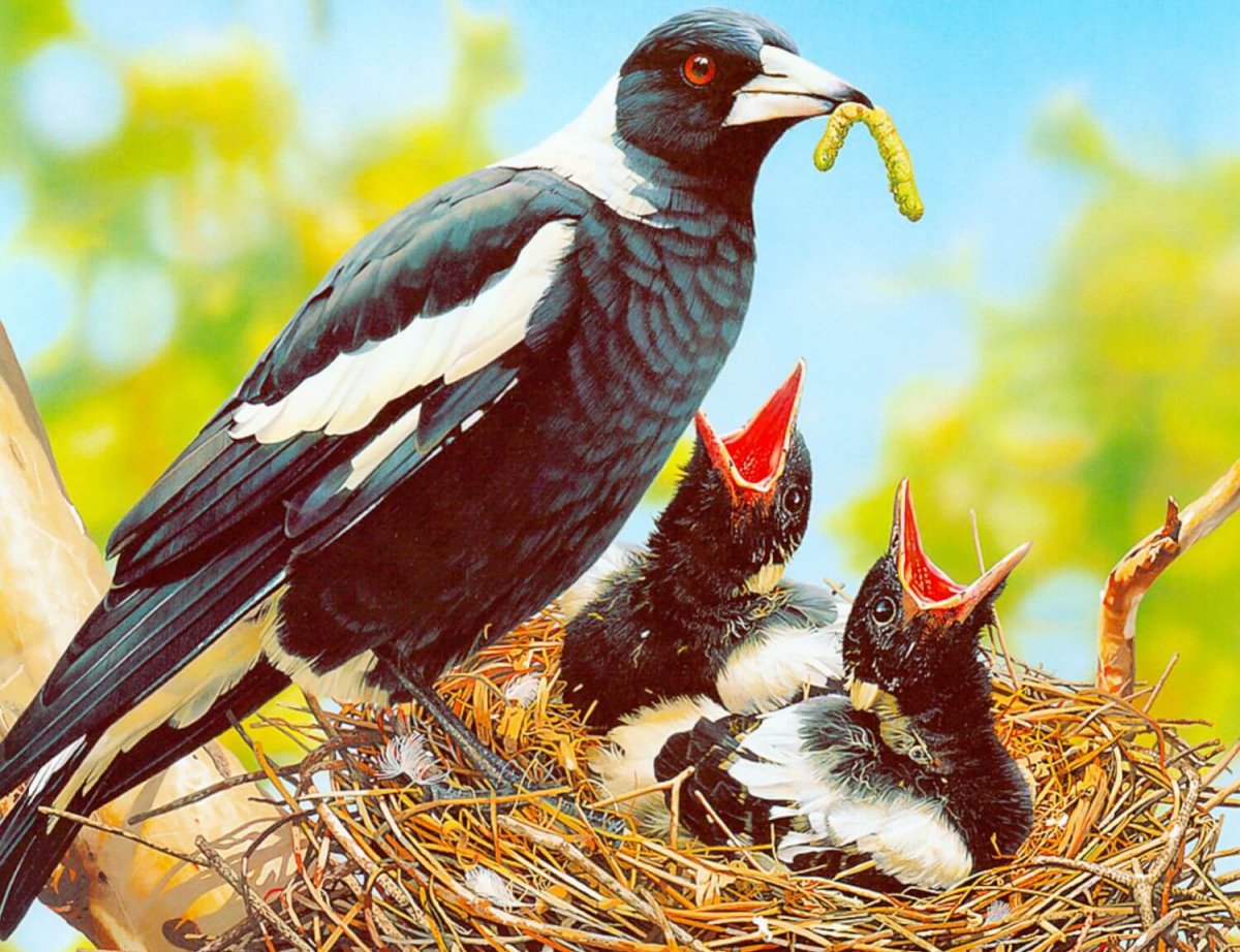 Птенцы сороки в гнезде